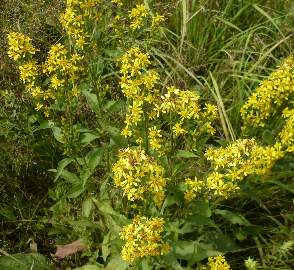 Изображение особи Solidago virgaurea.