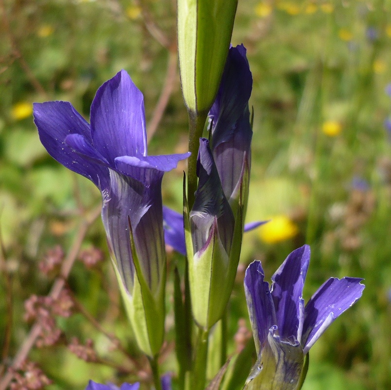 Изображение особи Gentianopsis barbata.