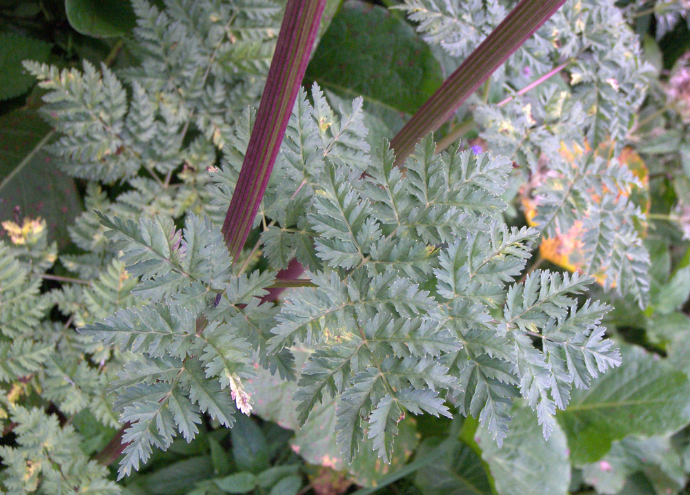 Image of Macrosciadium alatum specimen.