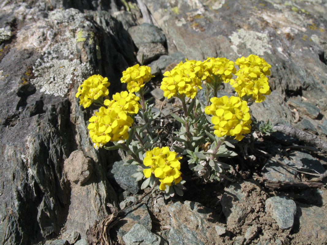 Изображение особи Alyssum lenense.