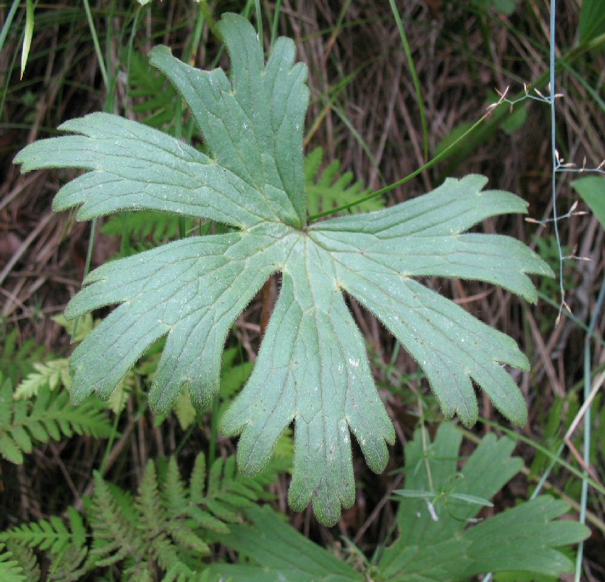 Изображение особи Aconitum sukaczevii.