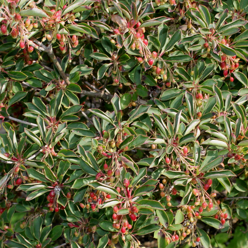 Image of Enkianthus campanulatus specimen.