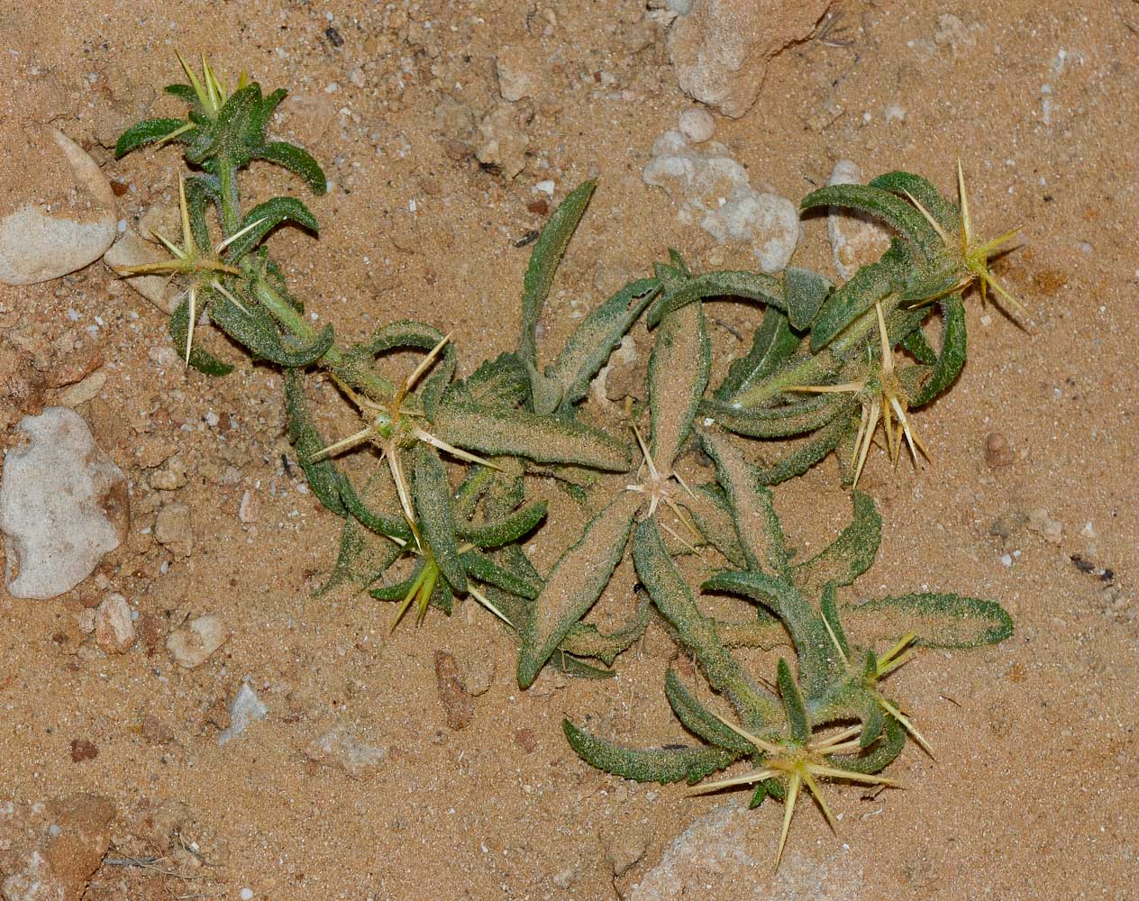 Image of Centaurea procurrens specimen.