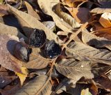 Juglans разновидность cordiformis