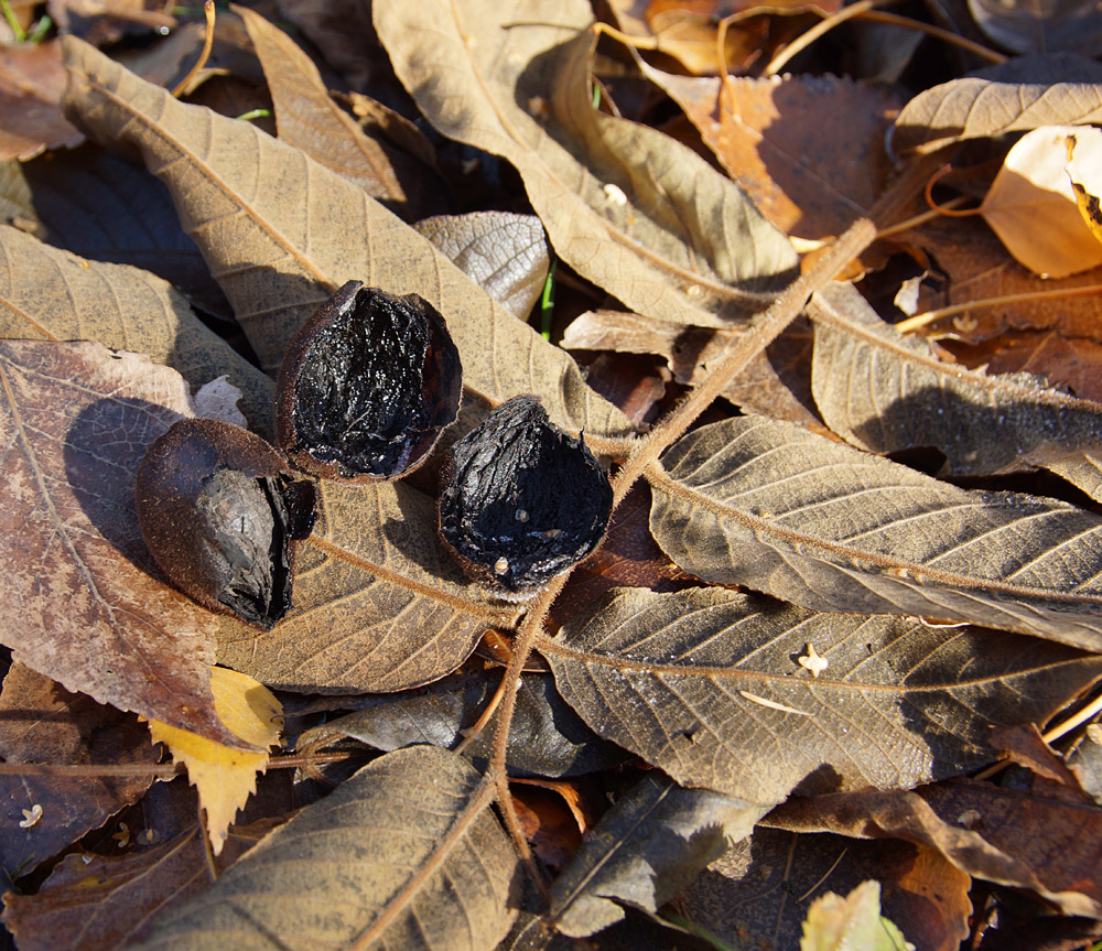 Image of Juglans ailanthifolia var. cordiformis specimen.