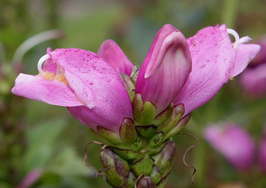 Image of Chelone obliqua specimen.