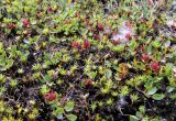 Salix herbacea. Плодоносящие растения в сообществе с Polytrichum. Кольский полуостров, Восточный Мурман, окр. пос. Дальние Зеленцы, вершина сопки. 03.08.2009.