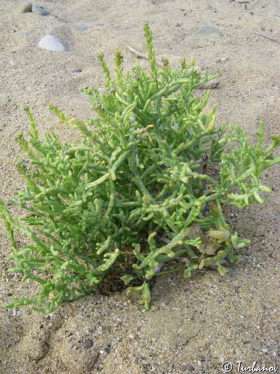 Image of Cakile euxina specimen.