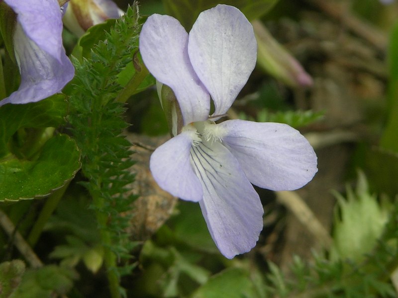 Image of Viola sacchalinensis specimen.