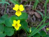 Viola avatschensis