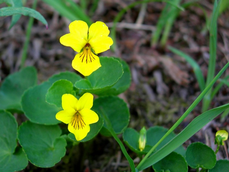 Изображение особи Viola avatschensis.