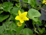 Caltha sibirica