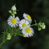 Erigeron annuus. Верхушка цветущего растения. Белгородская обл., \"Лес на Ворскле\", суходольный луг у опушки дубравы. 27.06.2009.