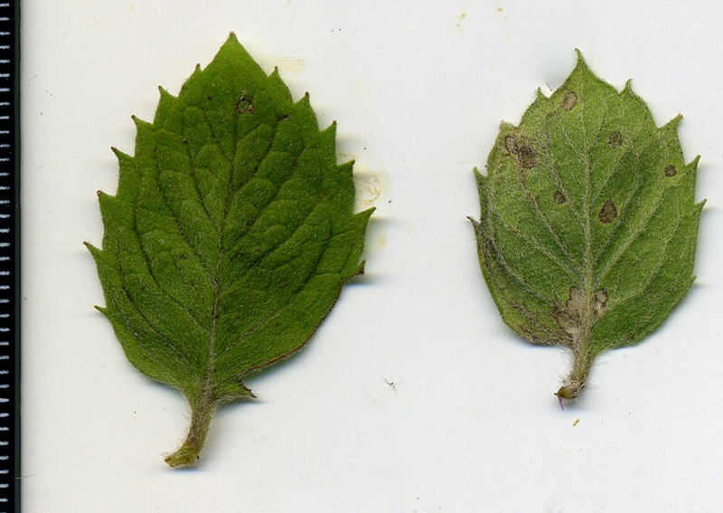 Image of Mentha × dalmatica specimen.
