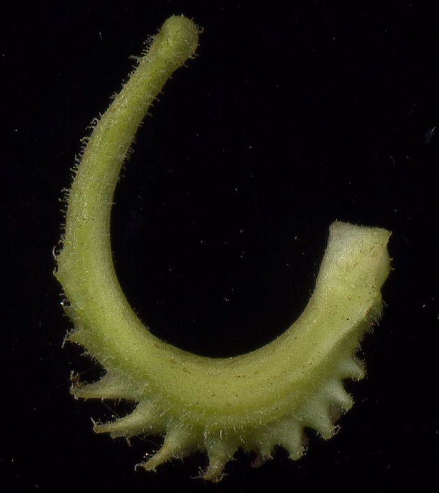 Image of Calendula officinalis specimen.