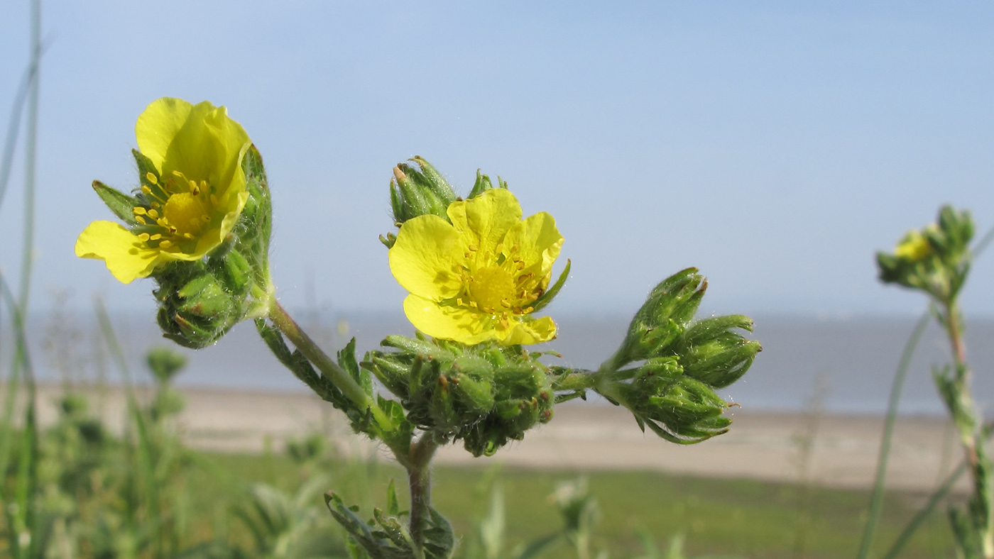 Image of Potentilla laciniosa specimen.