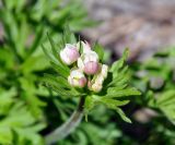 Anemonastrum fasciculatum. Верхушка побега с распускающимся соцветием. Карачаево-Черкесия, окр. пос. Архыз, долина р. София, поляна вблизи ледника (выс. около 2000 м н.у.м.). 18.06.2015.