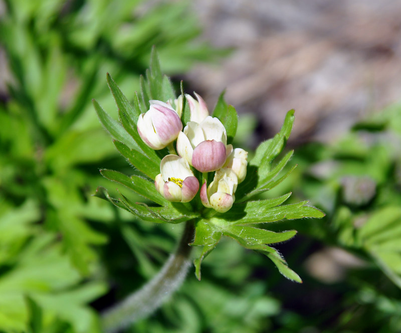 Image of Anemonastrum fasciculatum specimen.