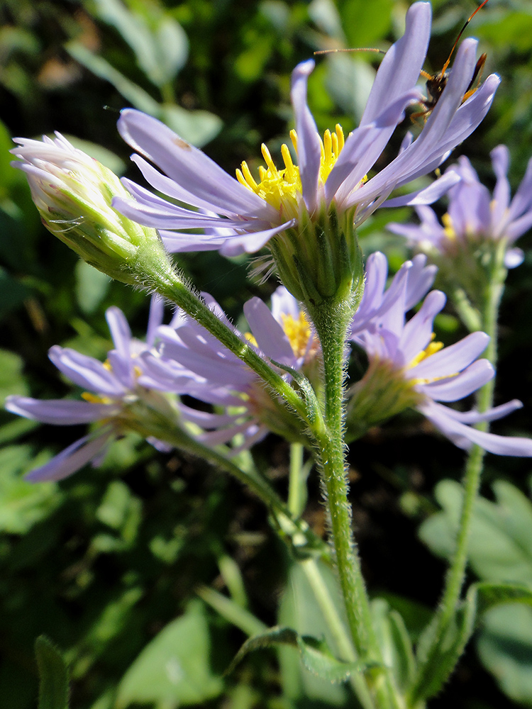 Image of Aster tataricus specimen.