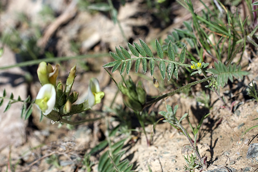 Изображение особи Astragalus macrotropis.