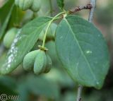 Euonymus europaeus