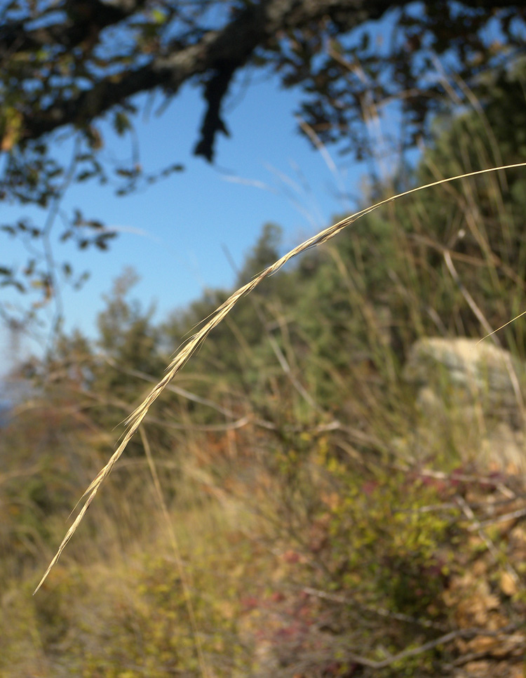 Image of Achnatherum bromoides specimen.