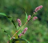 Persicaria lapathifolia. Верхушка цветущего растения. Московская обл., Раменский р-н, окр. ж.-д. платформы Хрипань, залежь, противопожарная канава. 30.07.2015.