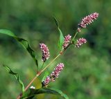 Persicaria lapathifolia