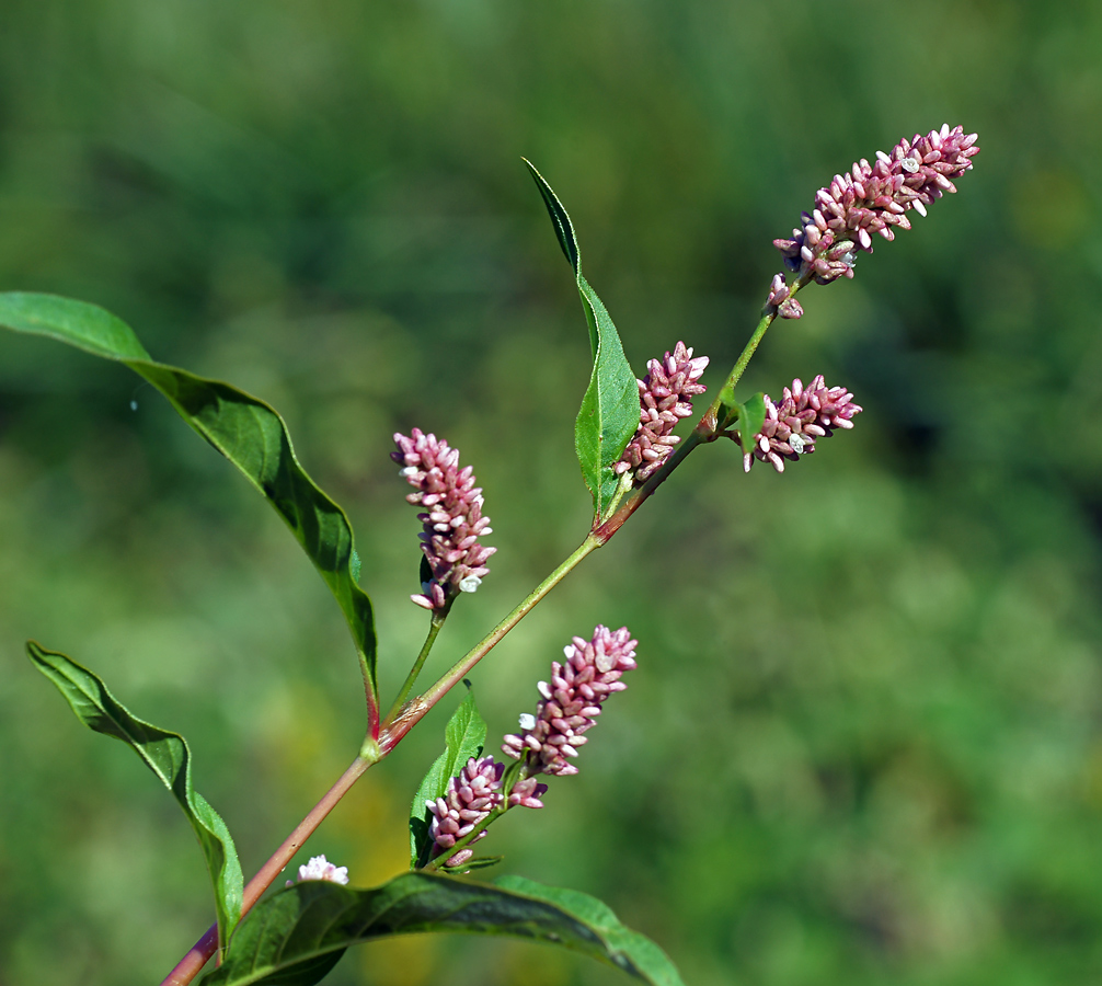 Image of Persicaria lapathifolia specimen.