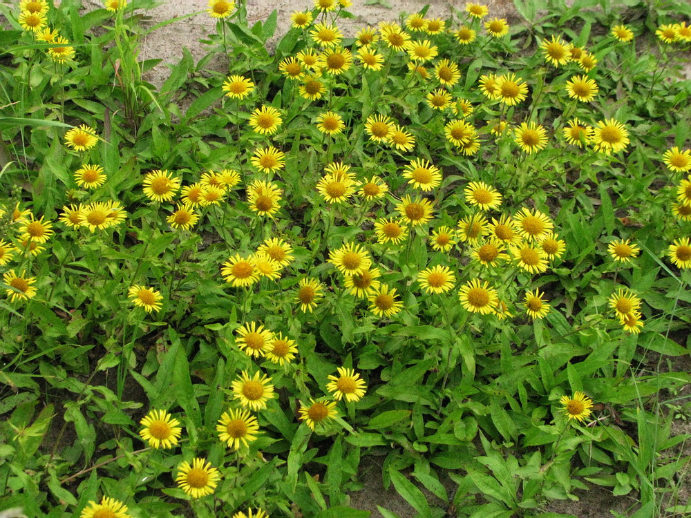 Image of Inula britannica specimen.