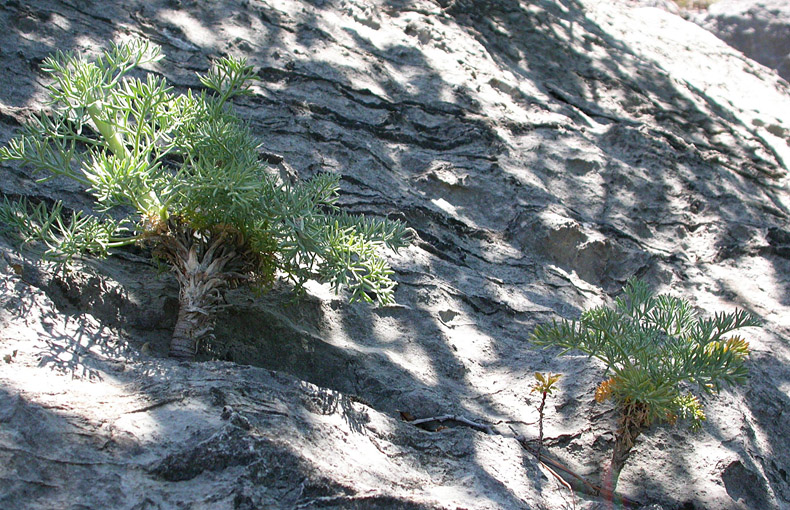 Image of Seseli gummiferum specimen.