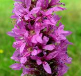 Lythrum salicaria. Часть соцветия. Украина, Волынская обл., Ратновский р-н, с. Залухов, осушенный торфяник. 1 августа 2009 г.