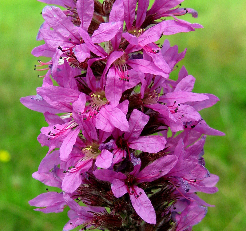 Image of Lythrum salicaria specimen.