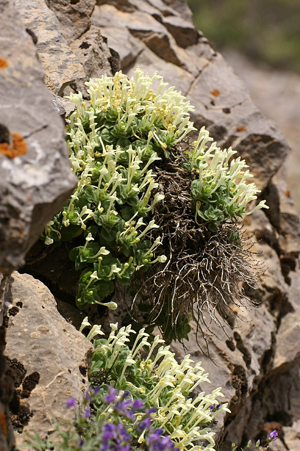 Image of Scutellaria immaculata specimen.