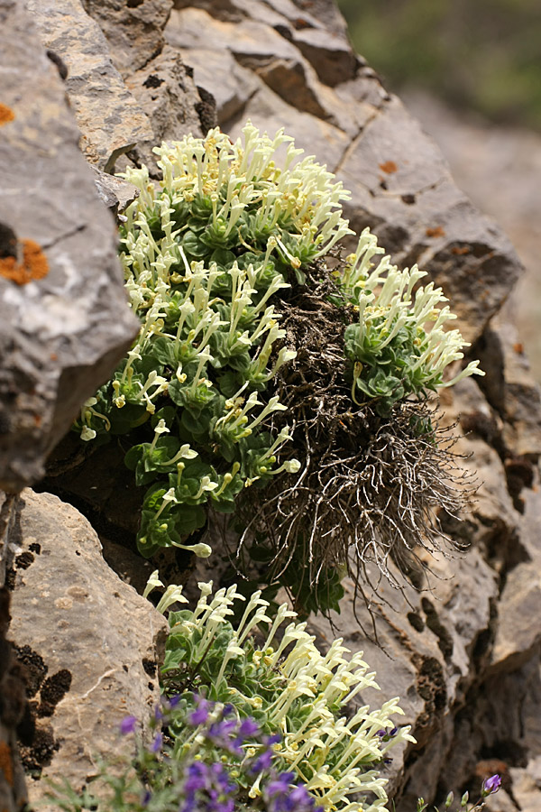 Изображение особи Scutellaria immaculata.