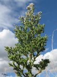 Limonium coralloides