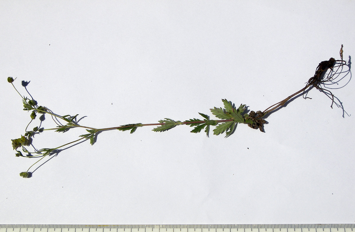 Image of Potentilla caucasica specimen.