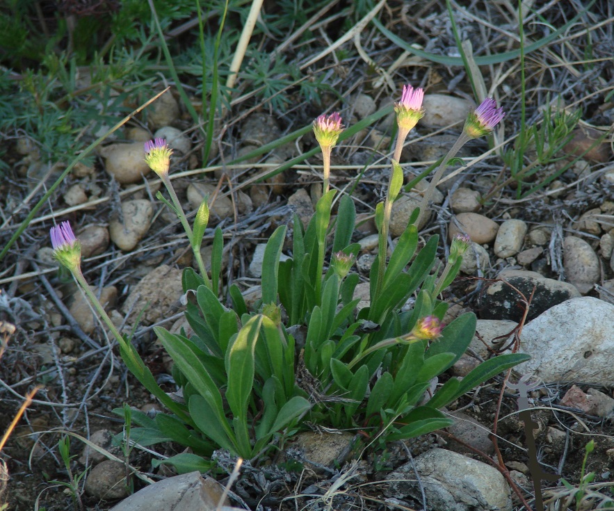 Изображение особи Aster alpinus.