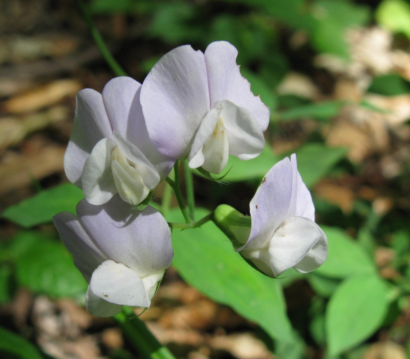 Image of Lathyrus vernus specimen.