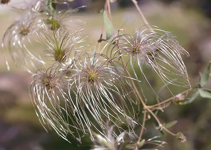 Image of Clematis orientalis specimen.