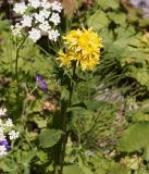 Solidago virgaurea. Верхушка цветущего растения. Кыргызстан, Нарынская обл., левый берег р. Нарын, природный парк Салкын-Тор. 12.07.2015.