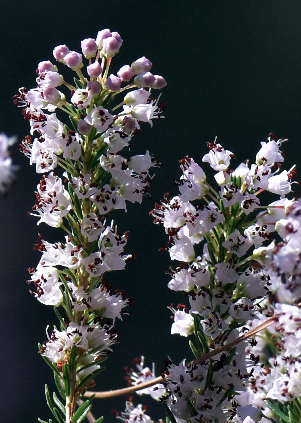 Image of Erica manipuliflora specimen.