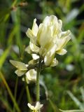Oxytropis macrocarpa