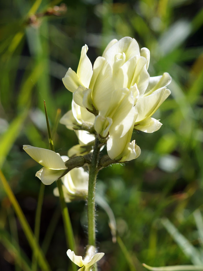 Image of Oxytropis macrocarpa specimen.