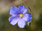Linum altaicum. Цветок. Кыргызстан, Нарынская обл., правый берег р. Нарын, ниже слияния с р. М. Нарын. 07.07.2015.