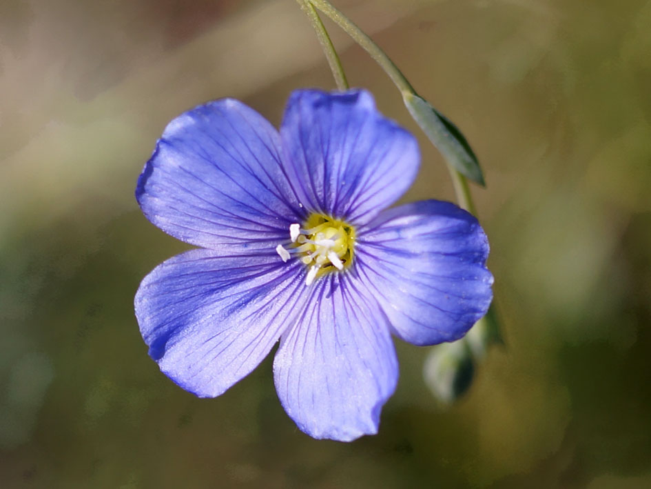 Image of Linum altaicum specimen.