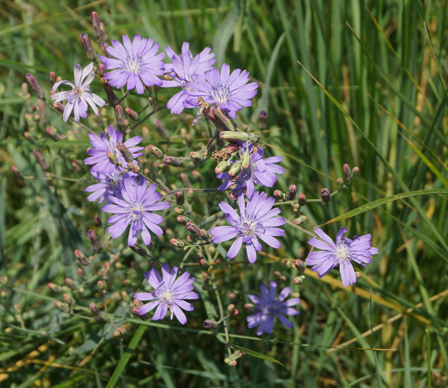 Image of Lactuca tatarica specimen.