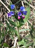 Pulmonaria mollis
