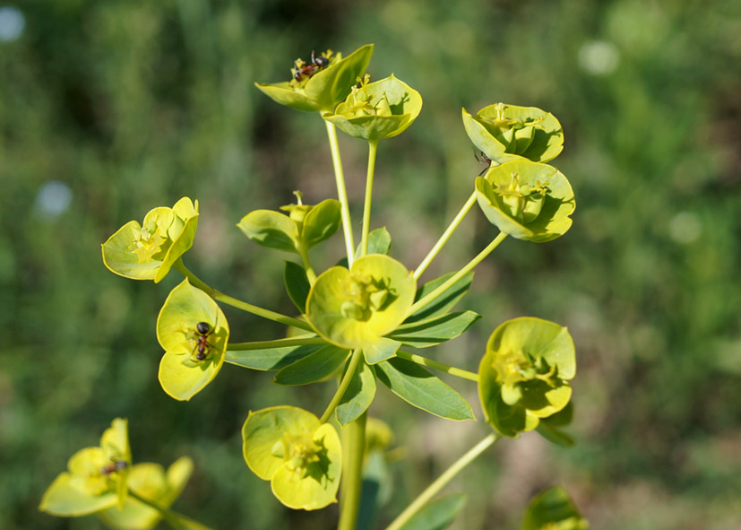 Изображение особи род Euphorbia.