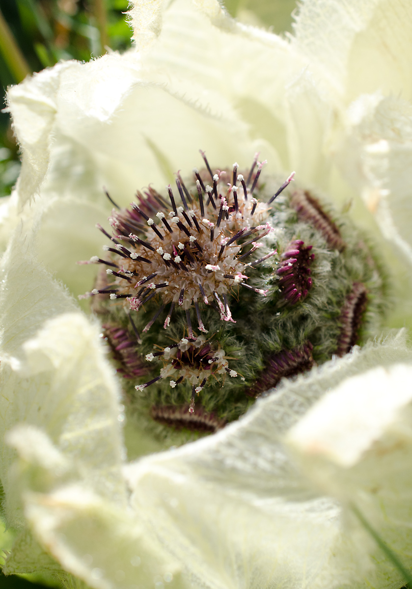 Изображение особи Saussurea bogedaensis.